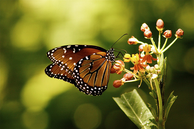 The Monarch - Heard Museum Butterfly Exhibit via Axel.Foley (Flickr)